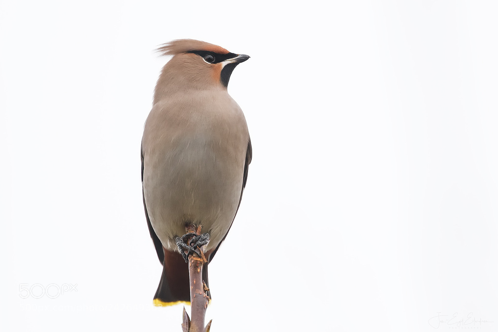 Canon EOS 7D Mark II sample photo. The waxwing photography
