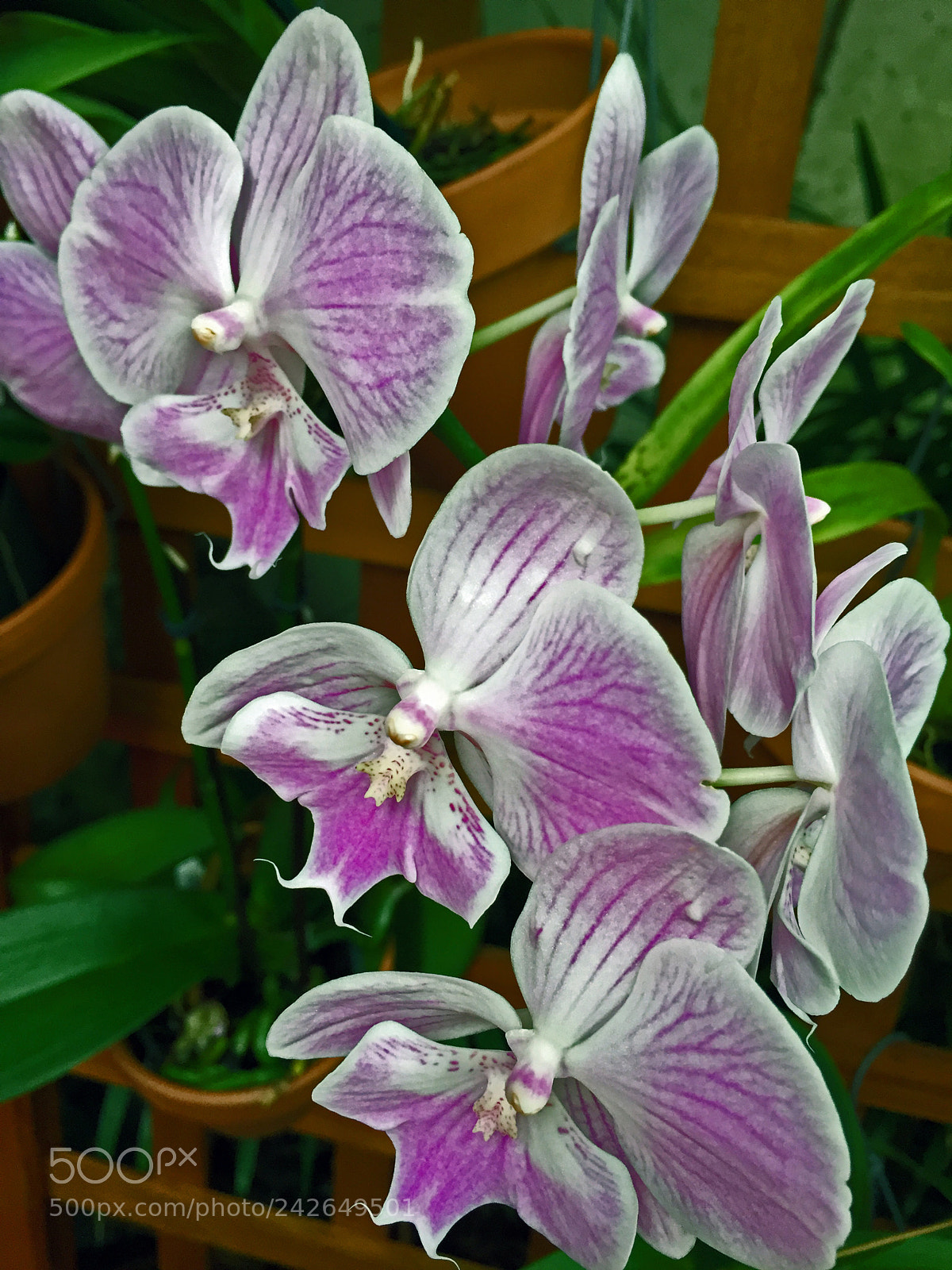 Apple iPhone 6 sample photo. Orchid photography