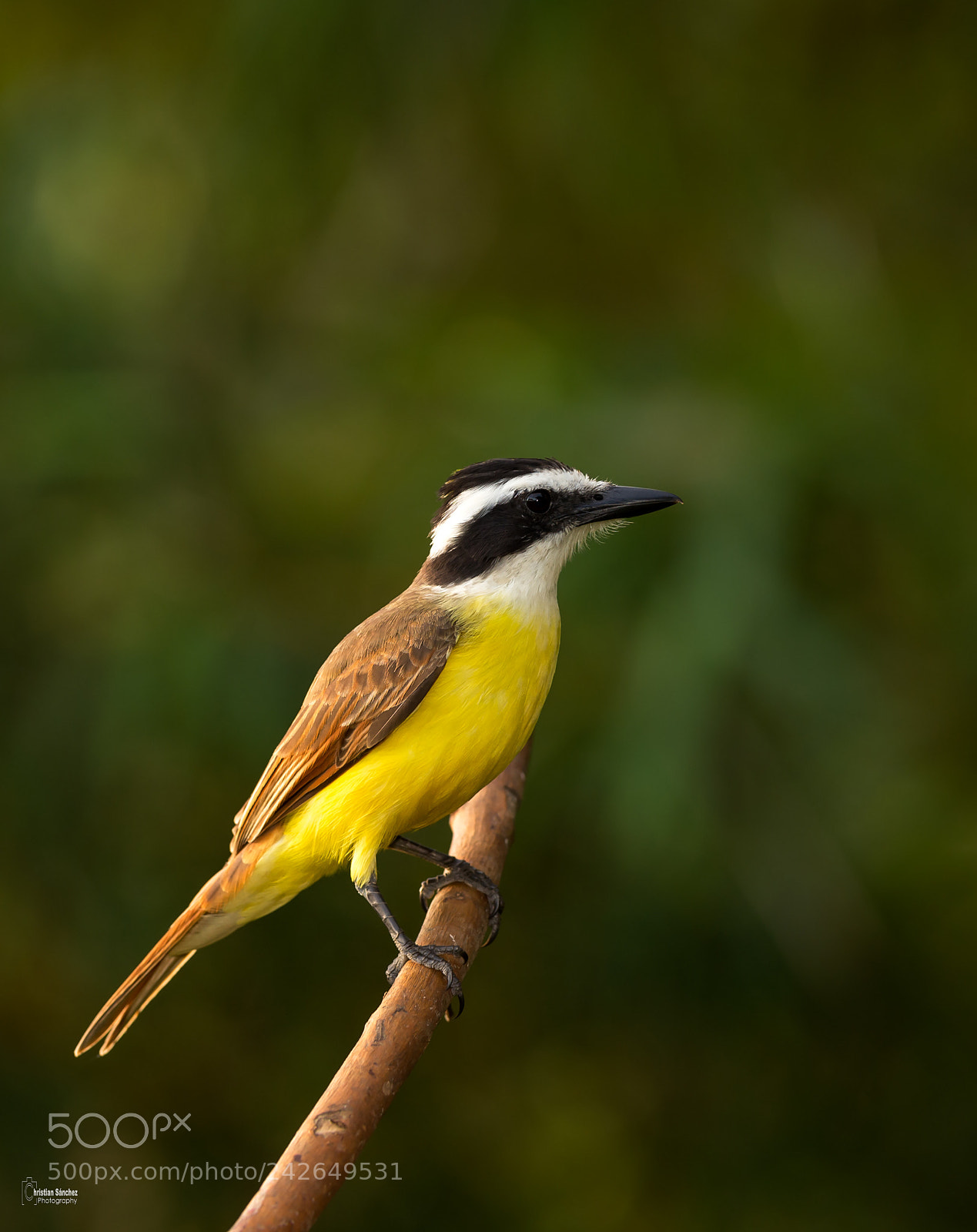 Nikon D4 sample photo. Great kiskadee photography