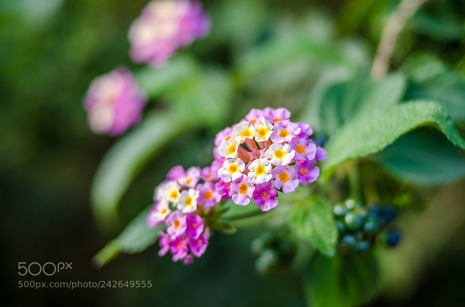 Nikon D5100 sample photo. Summer life photography