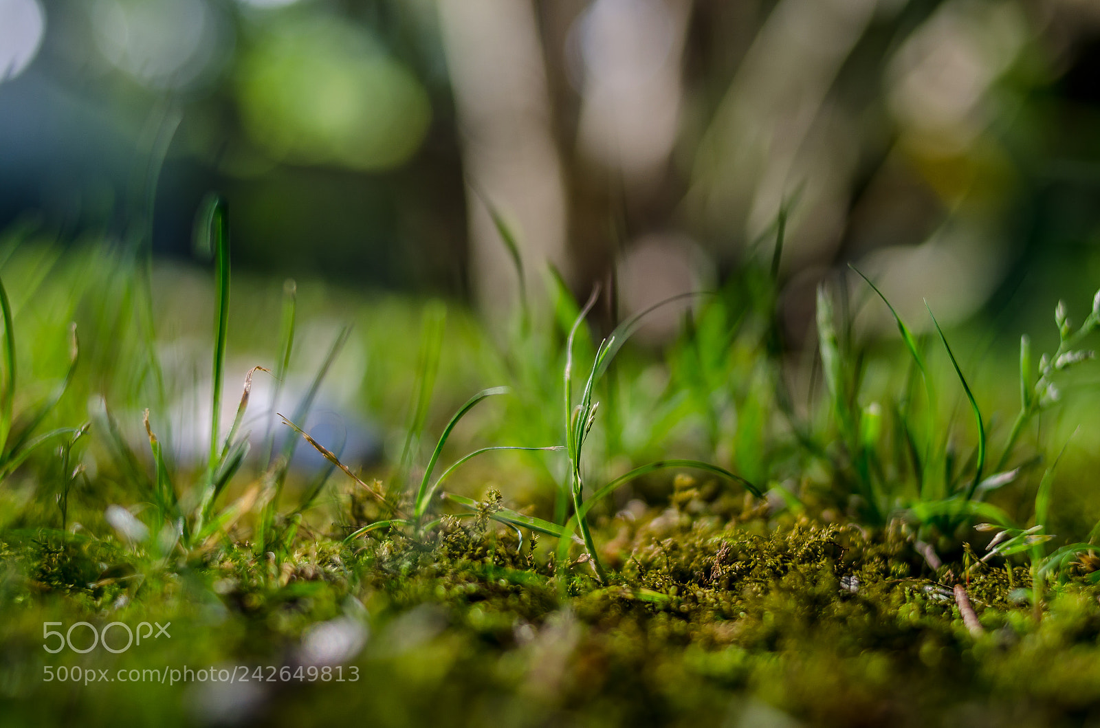 Nikon D5100 sample photo. Little piece of magic photography