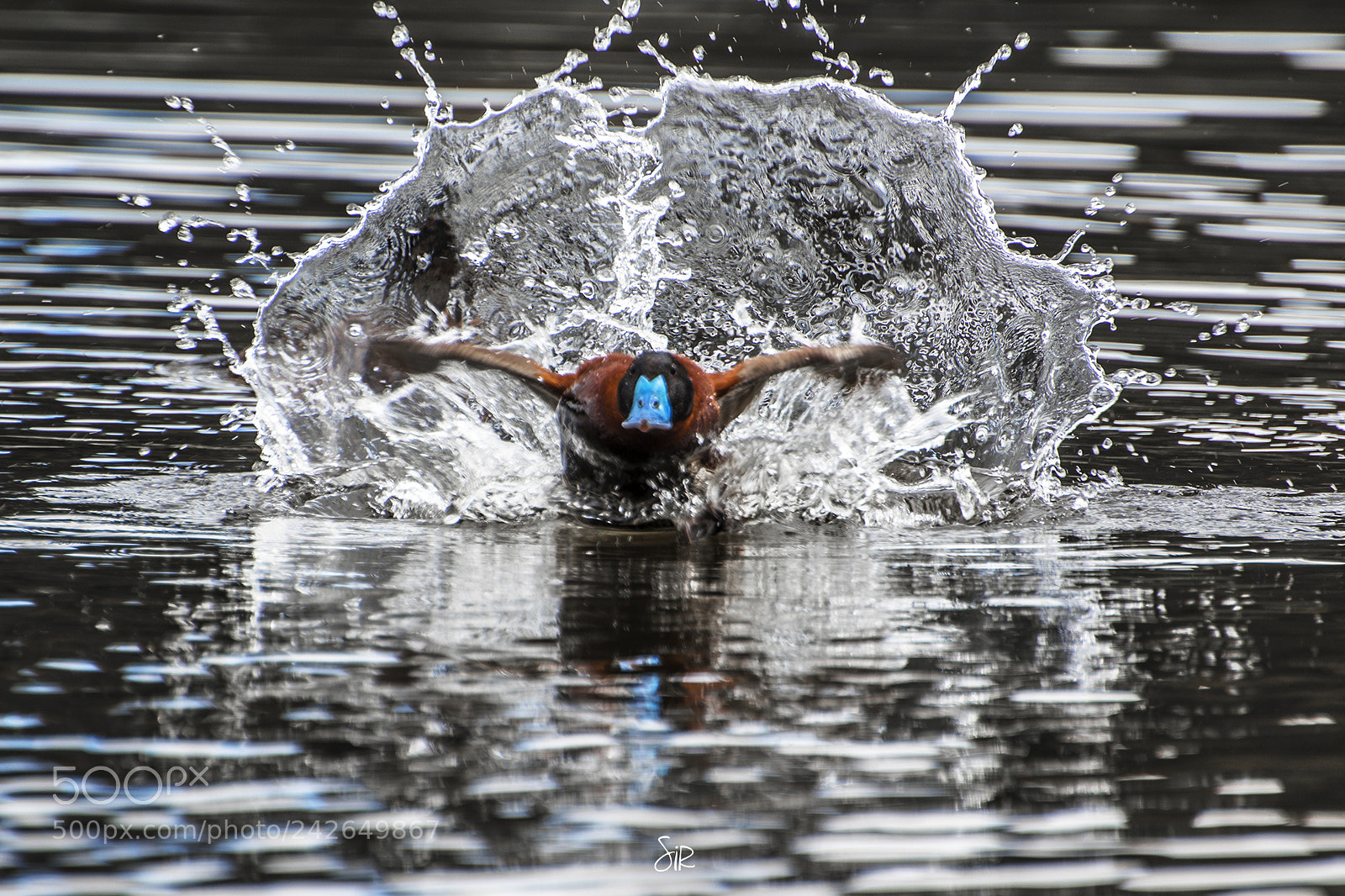 Nikon D7500 sample photo. Andean ruddy - duck photography