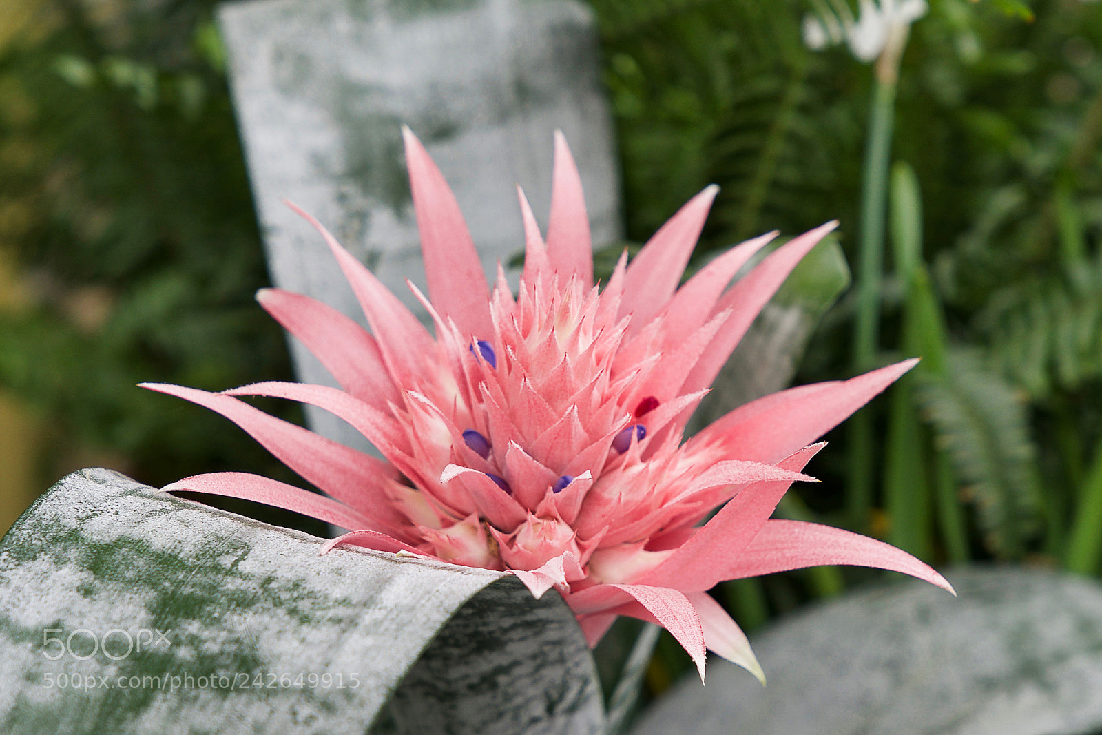 Sony a9 sample photo. Regina photography