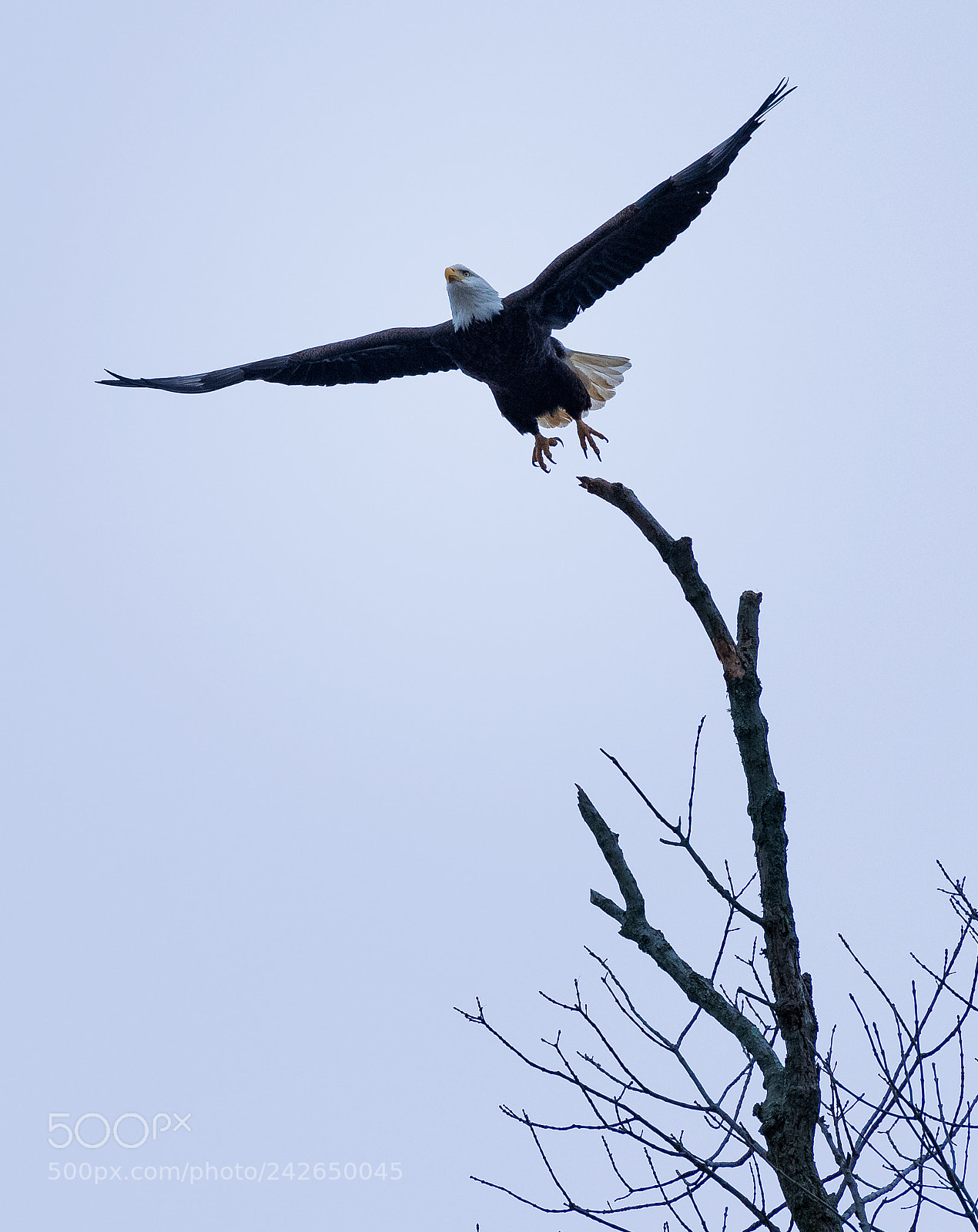 Nikon D4 sample photo. Bald eagle take off photography