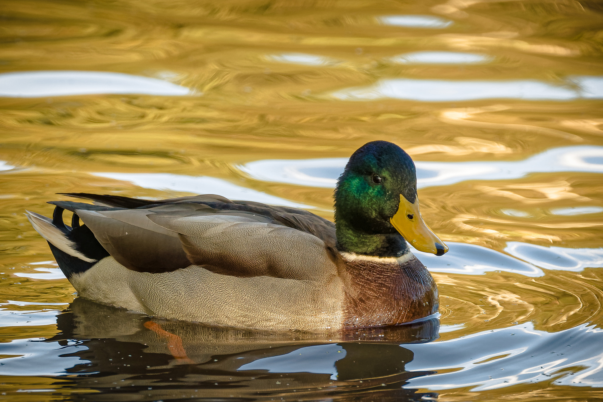 Nikon D500 sample photo. Swimming duck photography