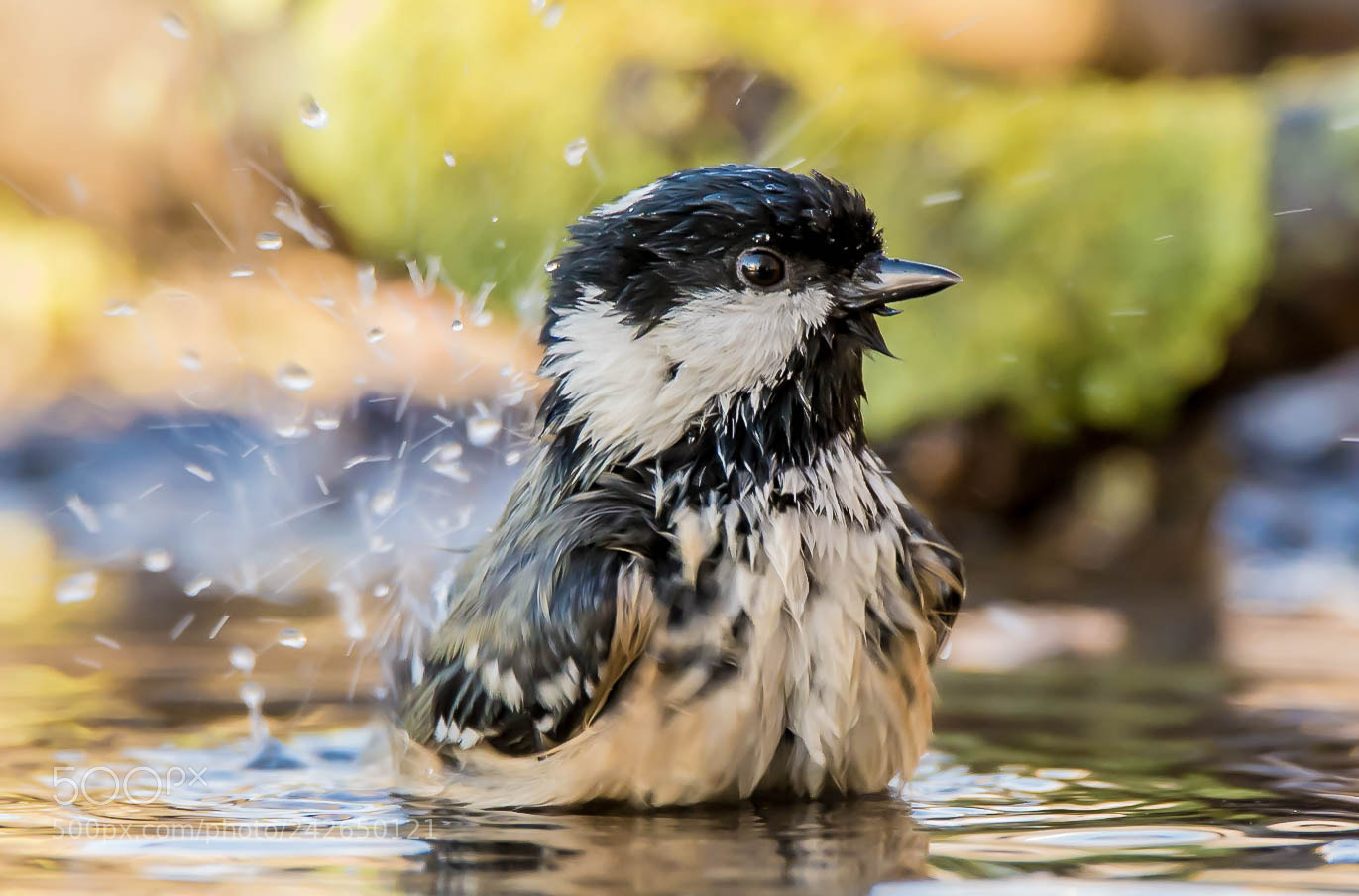 Nikon D7100 sample photo. "pass the soap please" photography