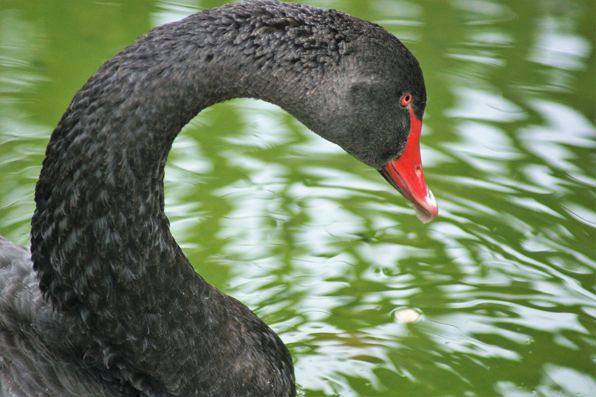 Sony 75-300mm F4.5-5.6 sample photo. Black swan photography