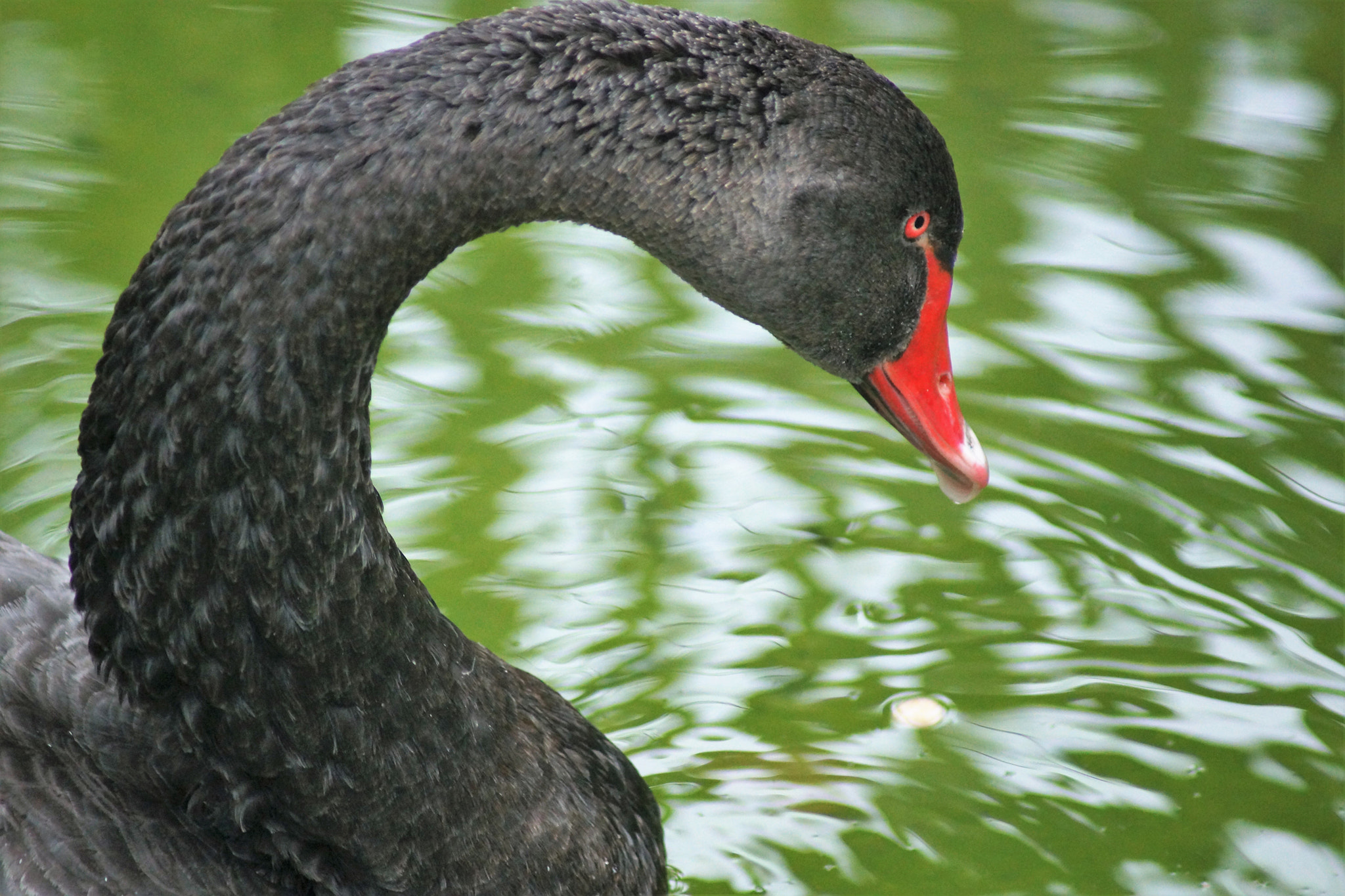 Sony SLT-A77 + Sony 75-300mm F4.5-5.6 sample photo. Black swan photography