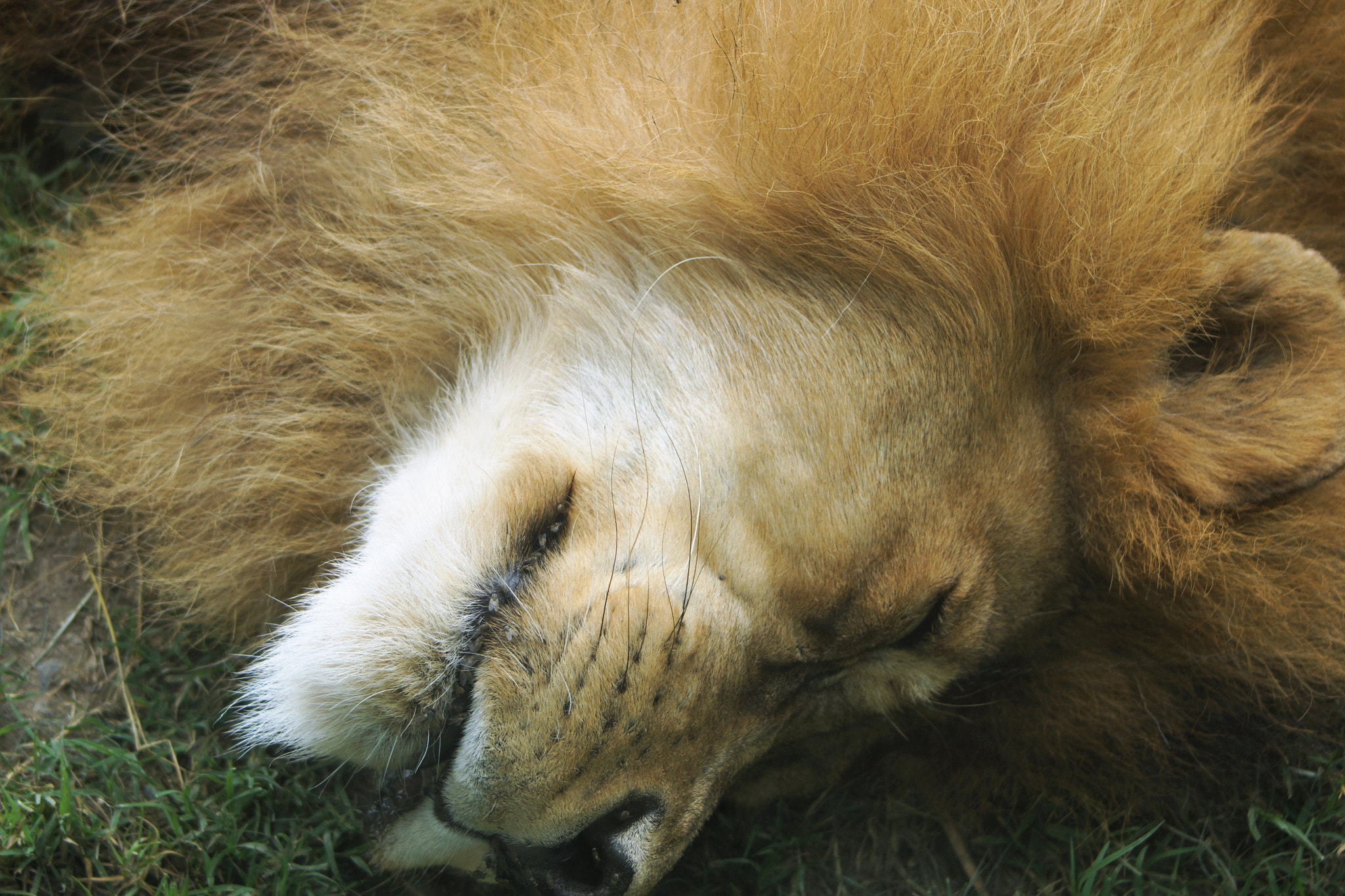 Sony 75-300mm F4.5-5.6 sample photo. Nap king photography