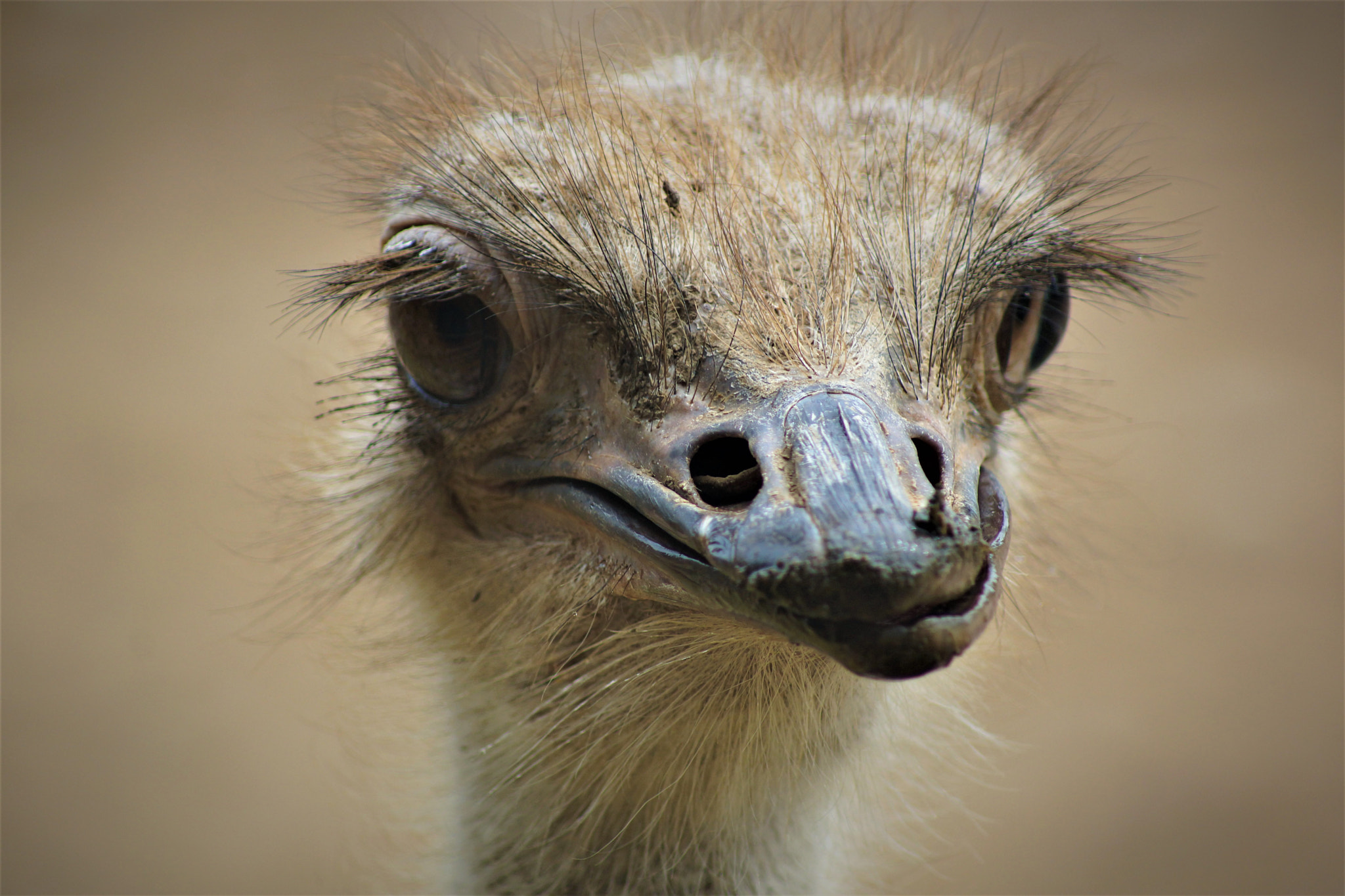 Sony 75-300mm F4.5-5.6 sample photo. Smile photography
