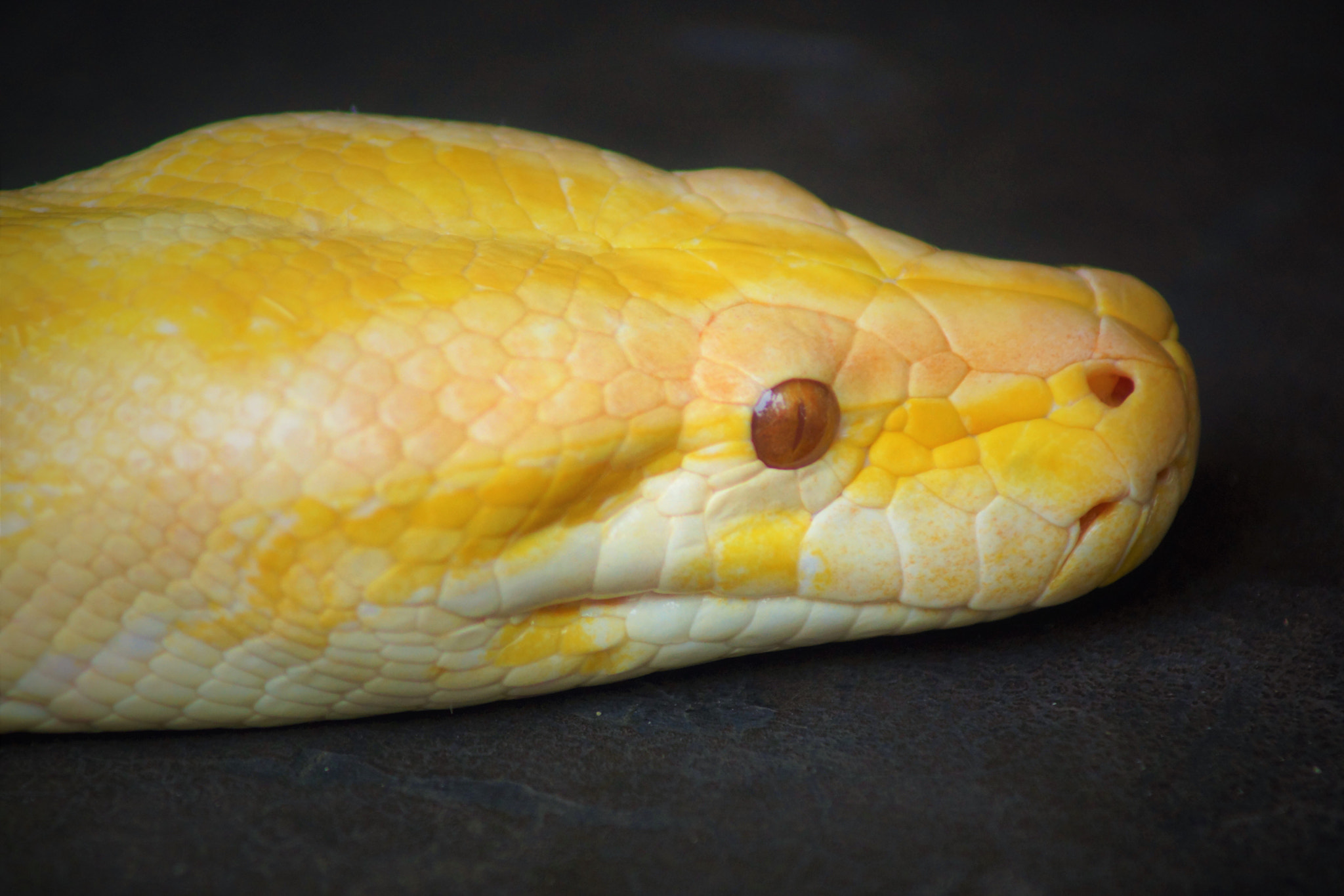 Sony 75-300mm F4.5-5.6 sample photo. Yellow danger photography