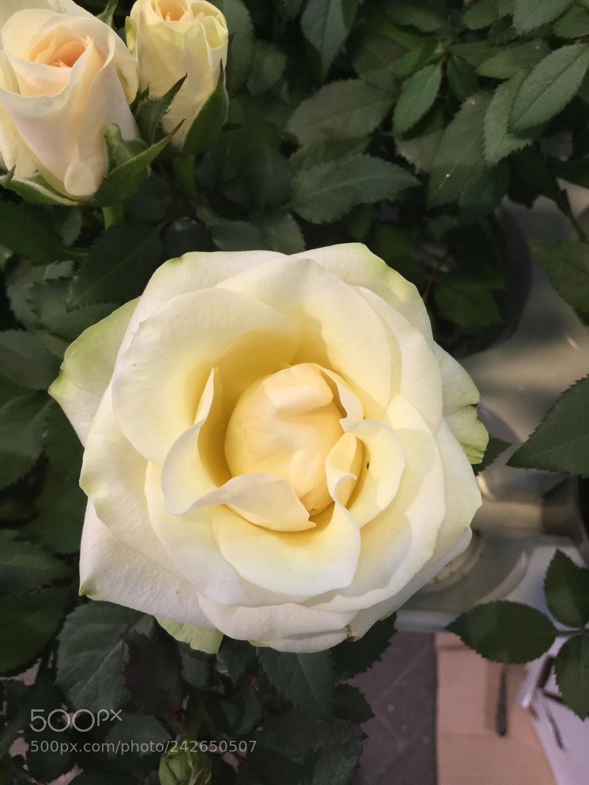 Apple iPod touch sample photo. Cream roses photography