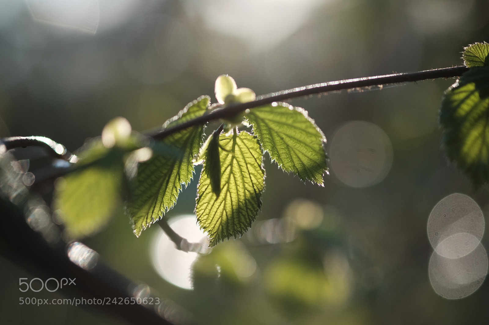 Fujifilm X-T10 sample photo. Bokeh bubbles photography
