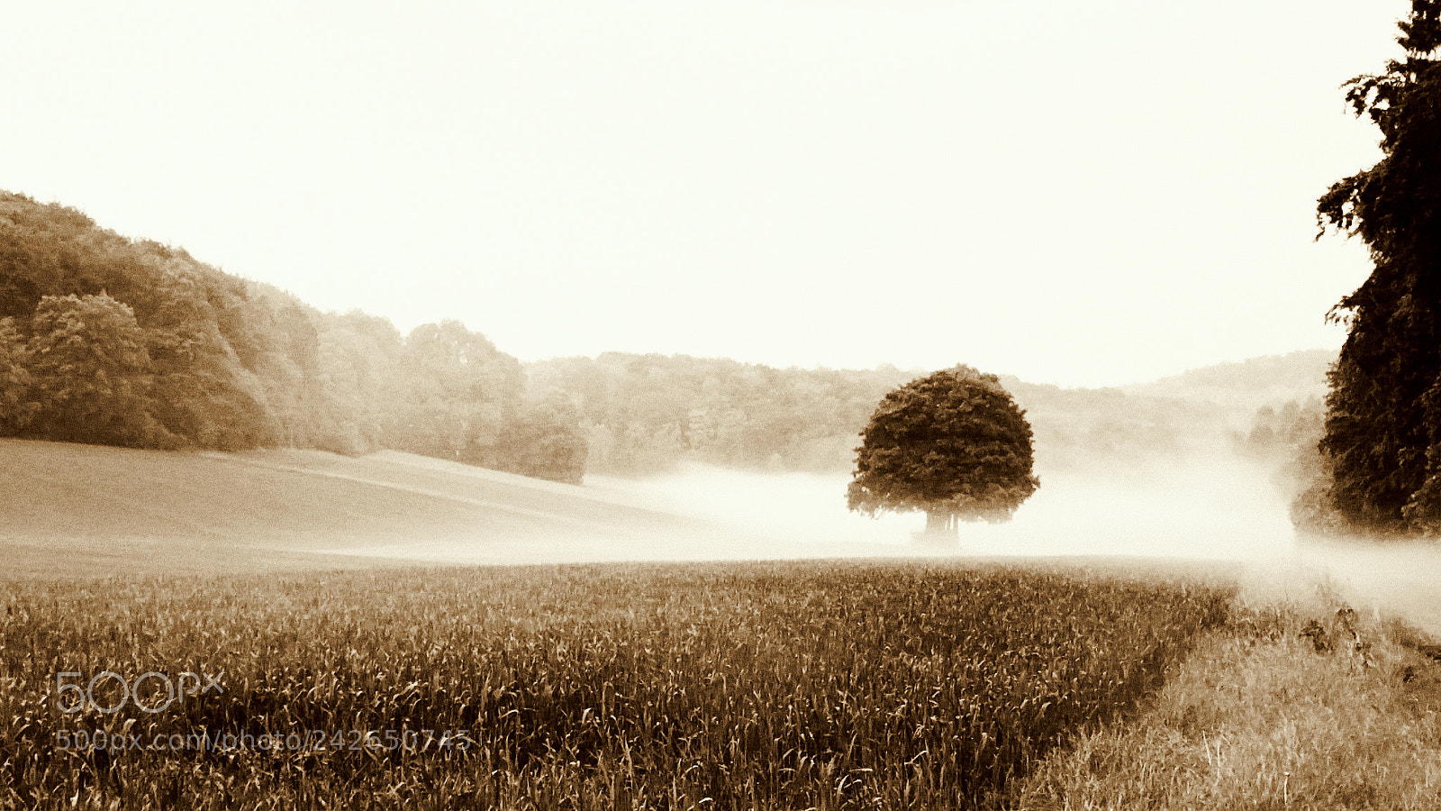 Samsung Galaxy S5 sample photo. Foggy dream photography