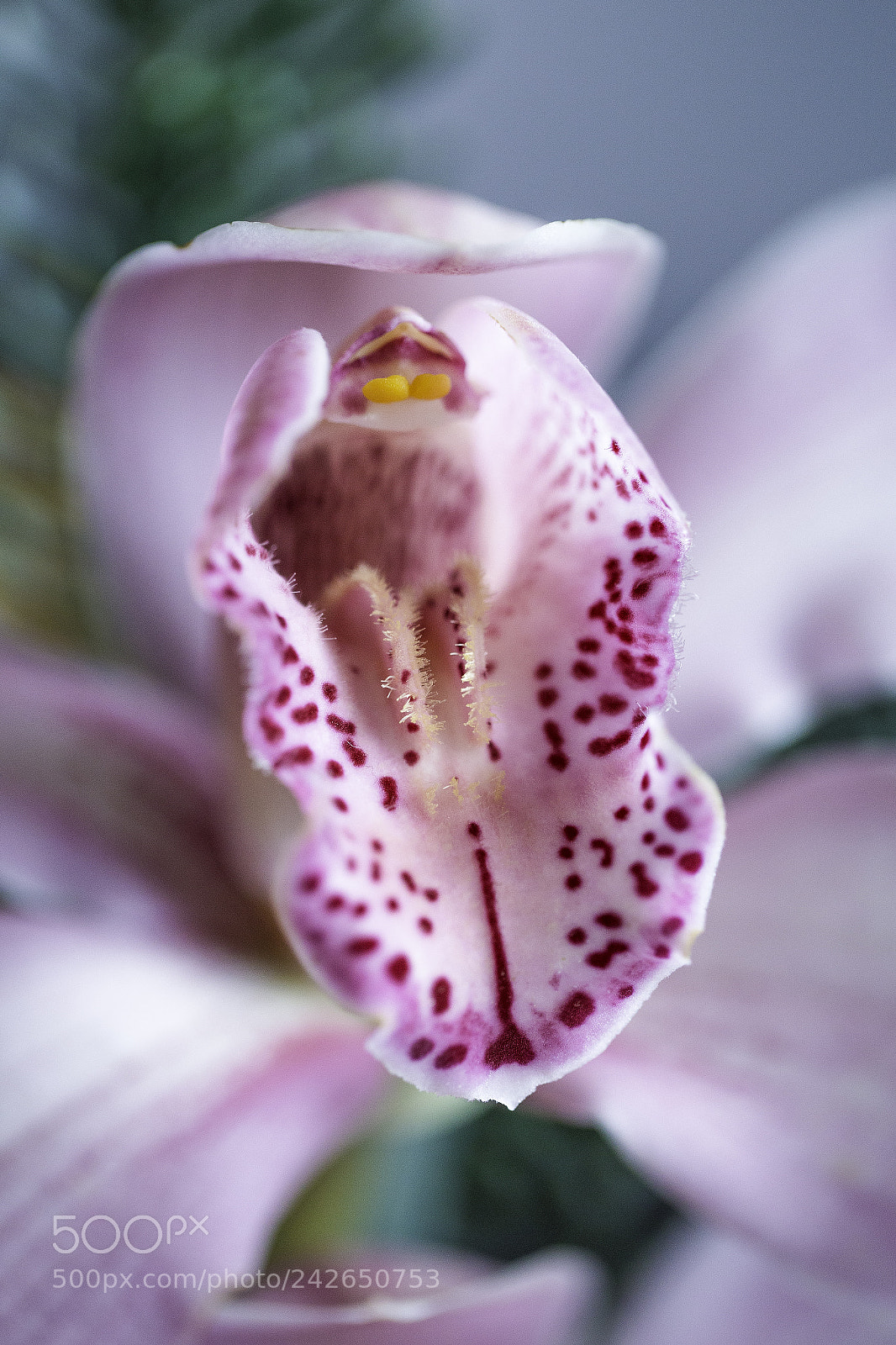 Canon EOS 6D sample photo. Pink orchid photography