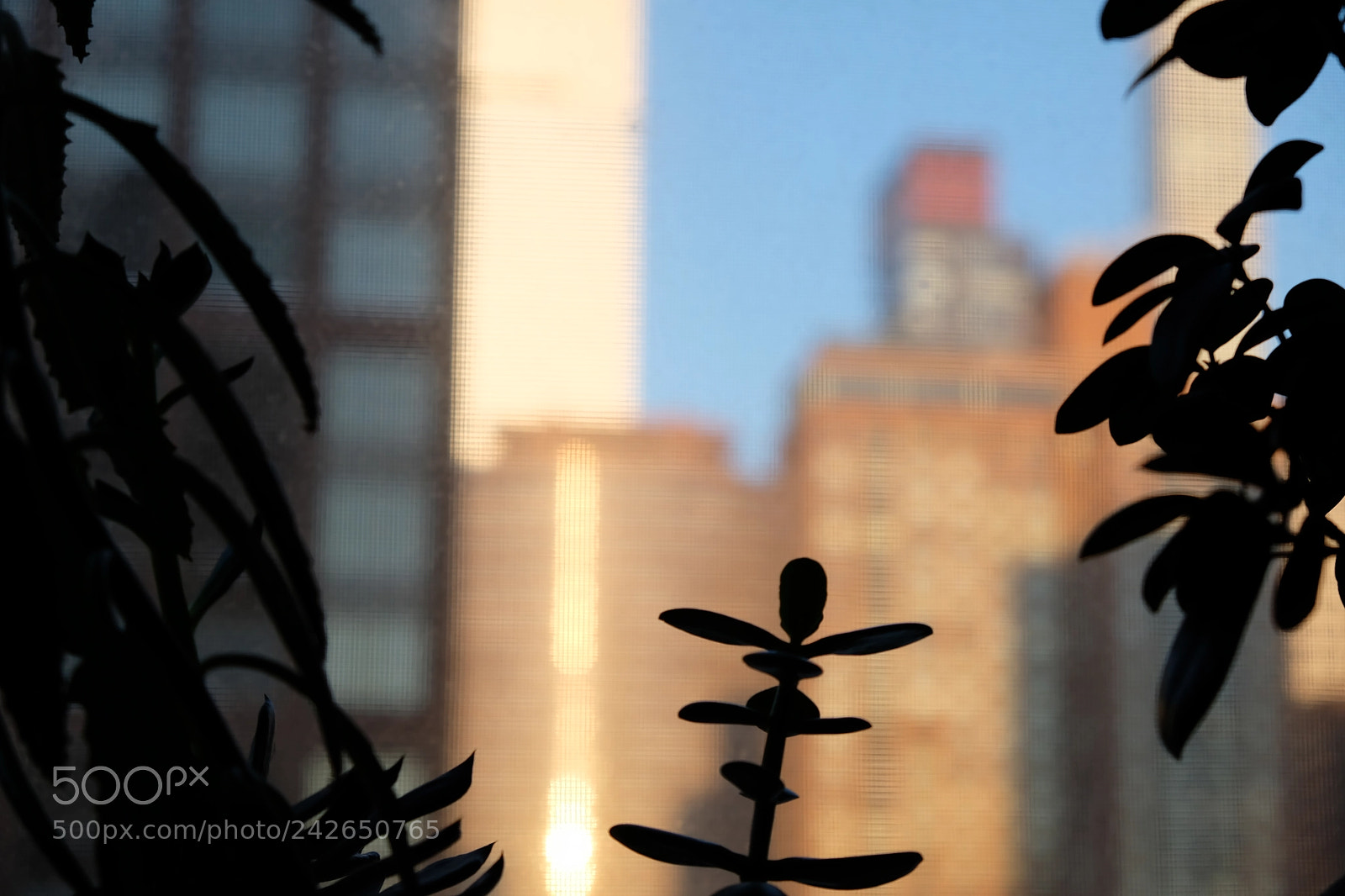 Fujifilm X-T20 sample photo. Growth photography