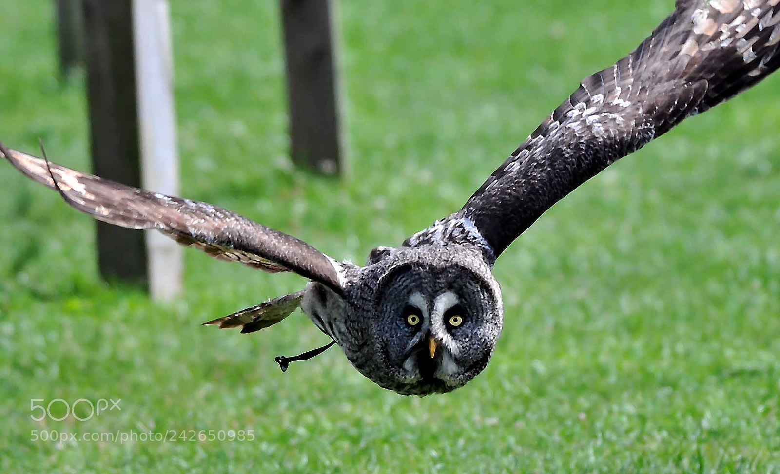 Nikon D300 sample photo. Great grey owl approach.. photography