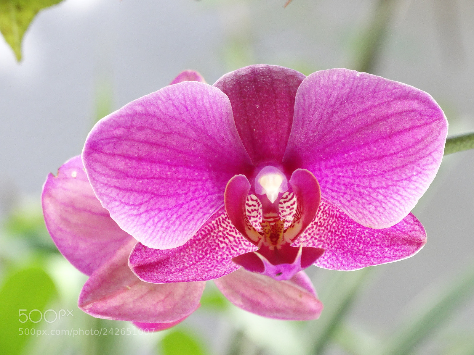 Sony Cyber-shot DSC-HX300 sample photo. Orquidea photography
