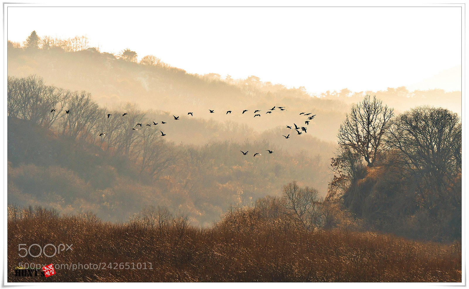 Nikon D500 sample photo. Korea winter photography