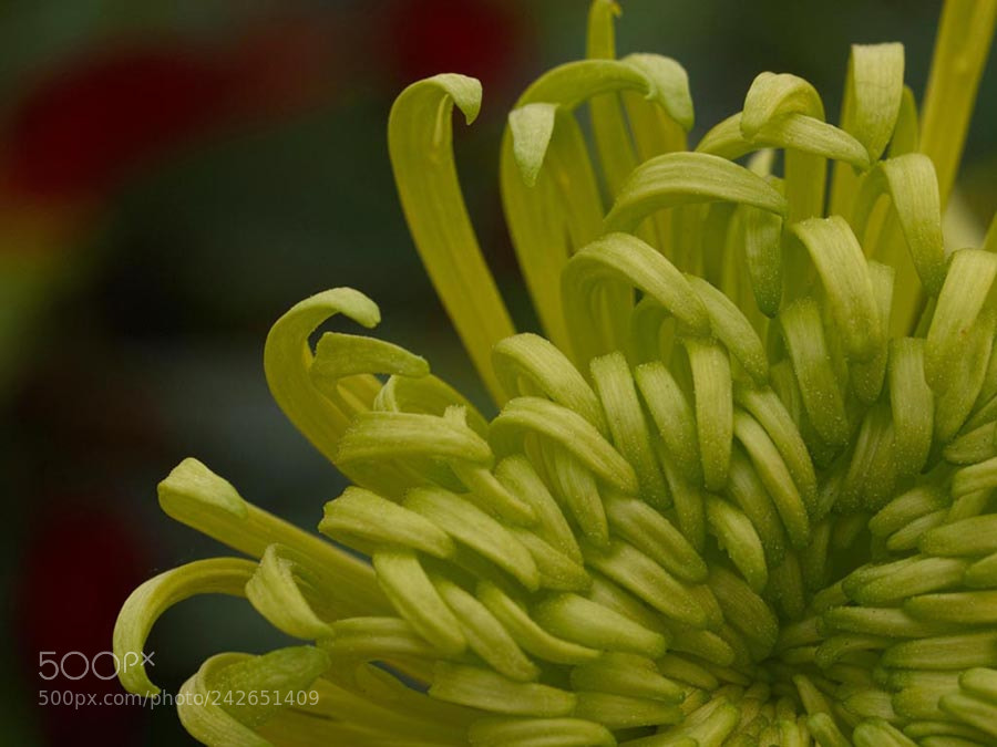 Olympus E-3 sample photo. Petals photography