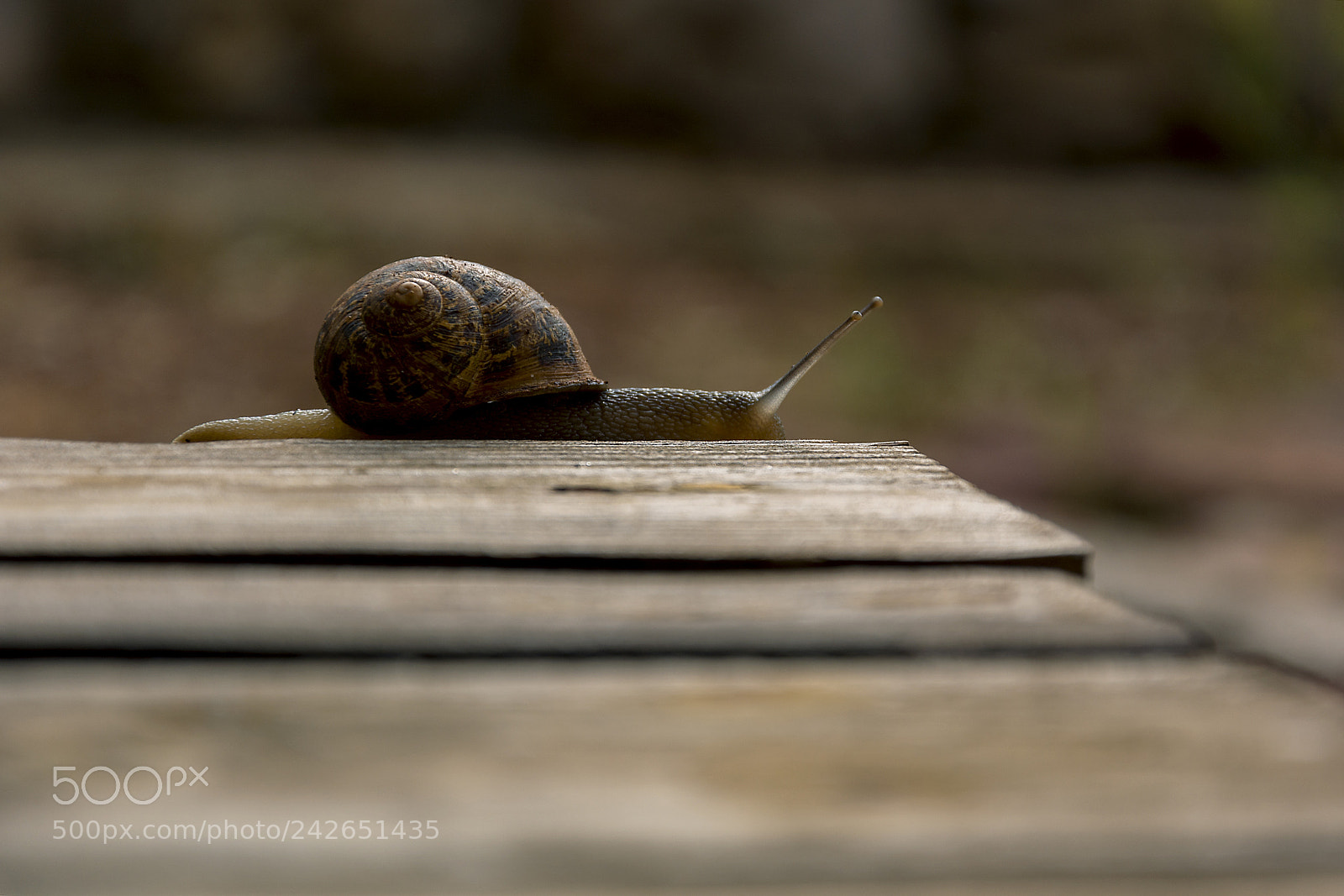 Nikon D7100 sample photo. Snail on wooden table photography