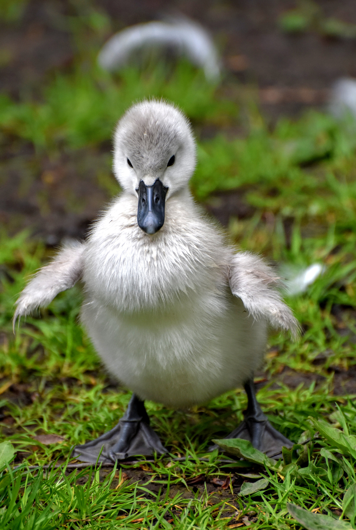 Nikon D7200 sample photo. The funny duck photography