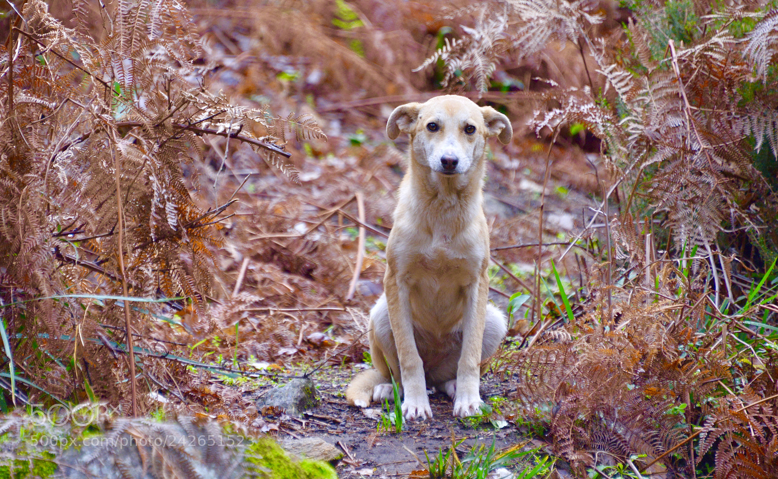Nikon D800 sample photo. Dog photography