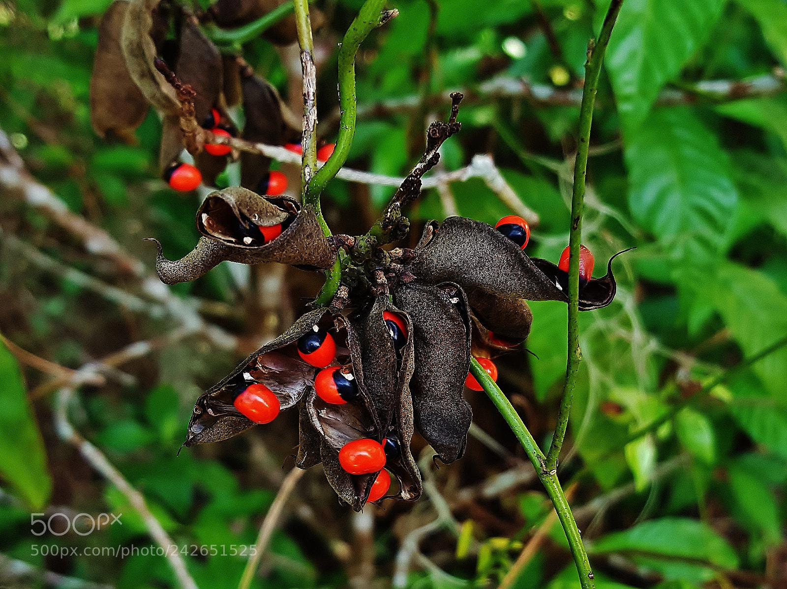 Samsung Galaxy S6 sample photo. Rosary pea 2018 photography