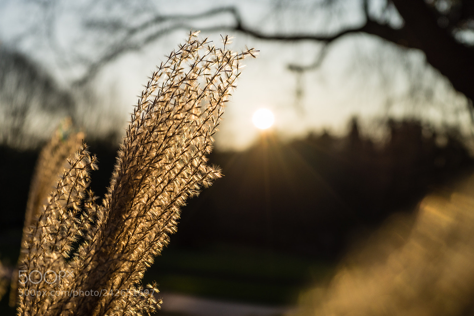 Sony Cyber-shot DSC-RX1 sample photo. Immerschicke pflanzen photography