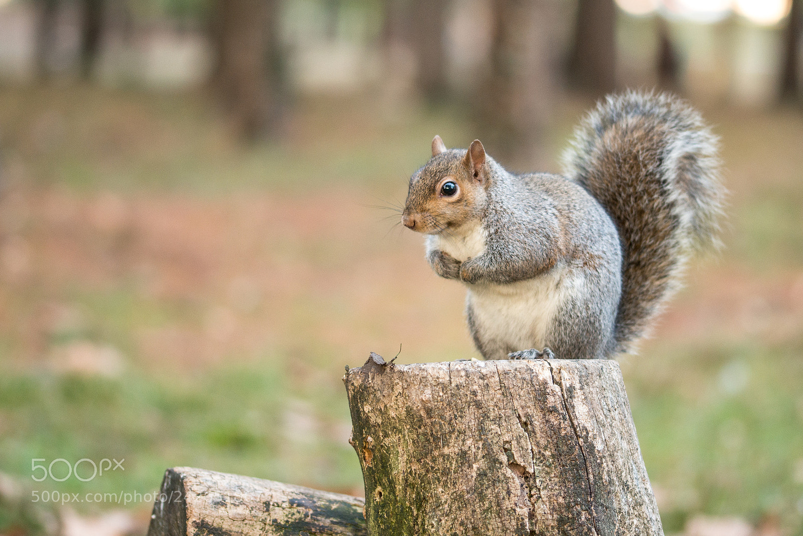 Nikon D800 sample photo. Squirrel photography