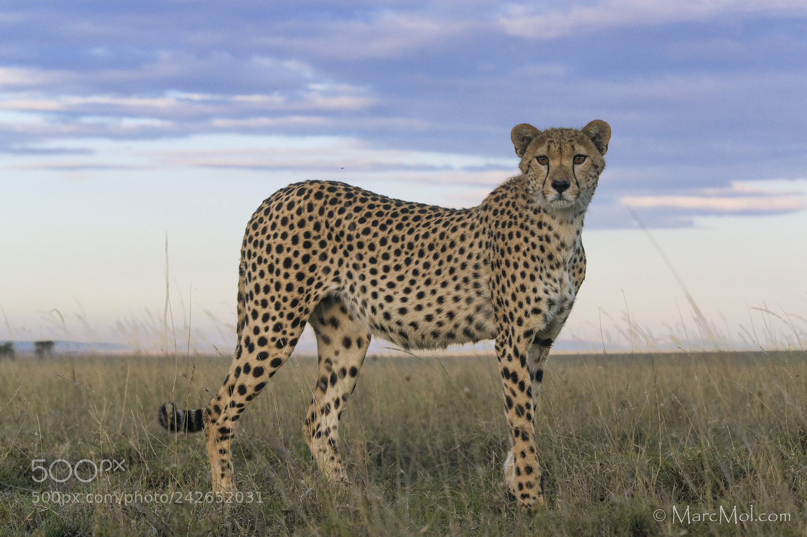 Nikon D850 sample photo. Cheetah @ dusk photography