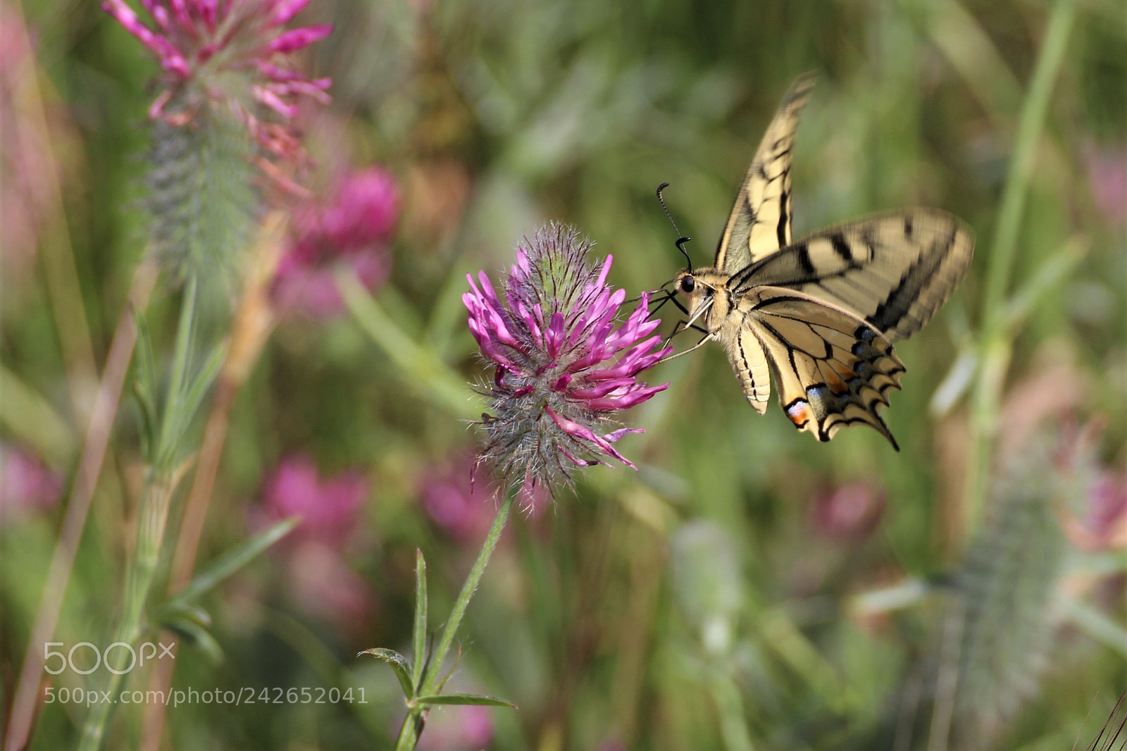 Canon EOS 650D (EOS Rebel T4i / EOS Kiss X6i) sample photo. This nice little fellow photography