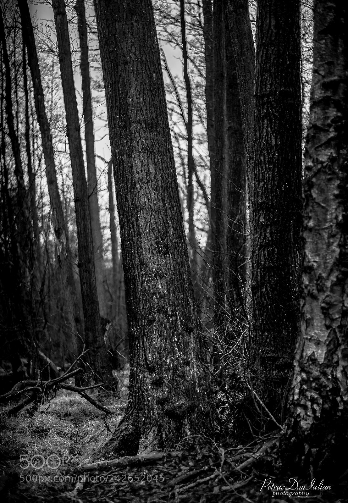 Nikon D700 sample photo. Forest frim photography