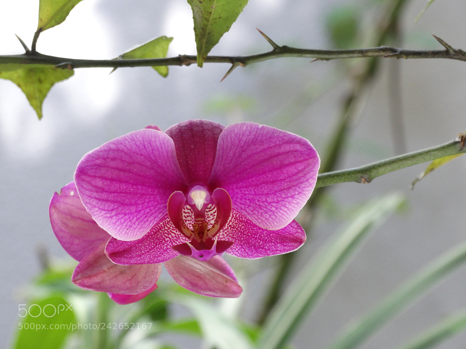 Sony Cyber-shot DSC-HX300 sample photo. Macro photography