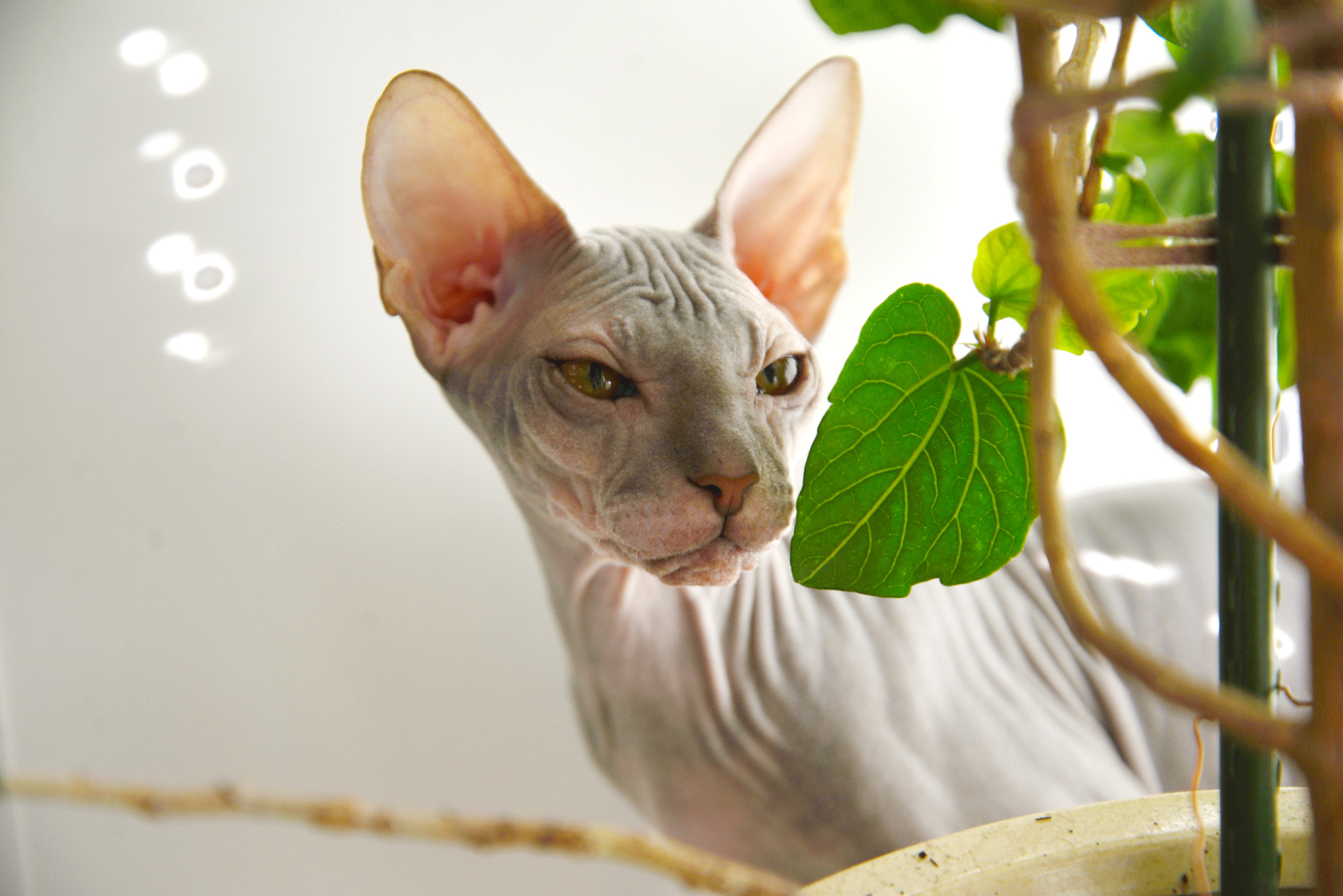Nikon D600 sample photo. Fec o photography