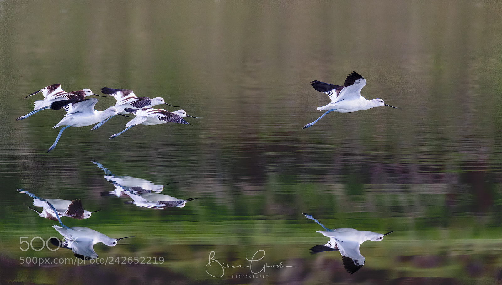 Canon EOS 7D Mark II sample photo. Following the leader photography