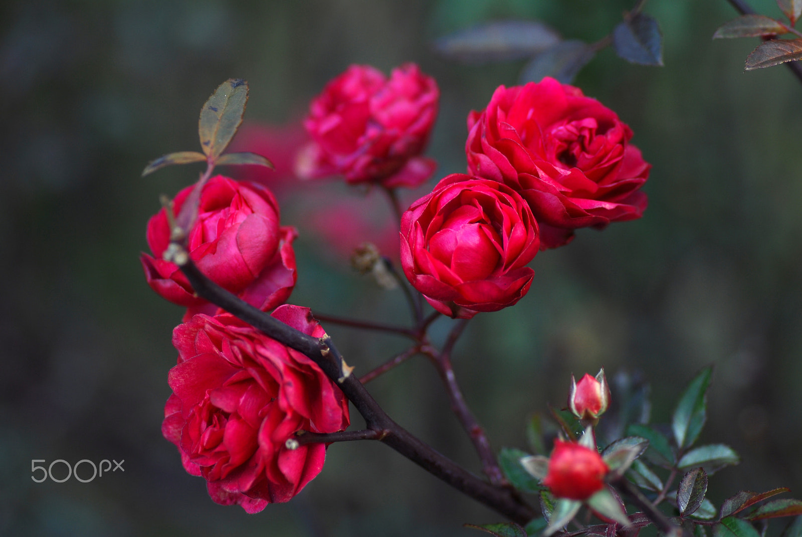 Nikon D200 sample photo. Red rose in winter photography