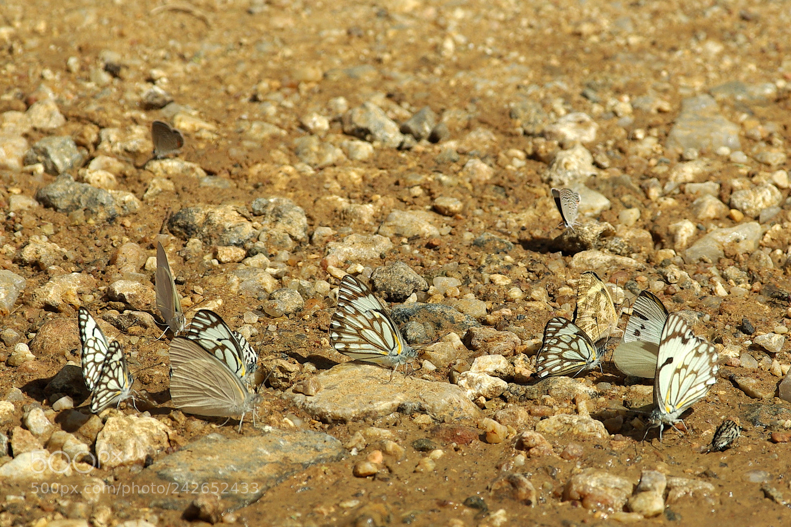 Pentax K10D sample photo. Namibie j photography