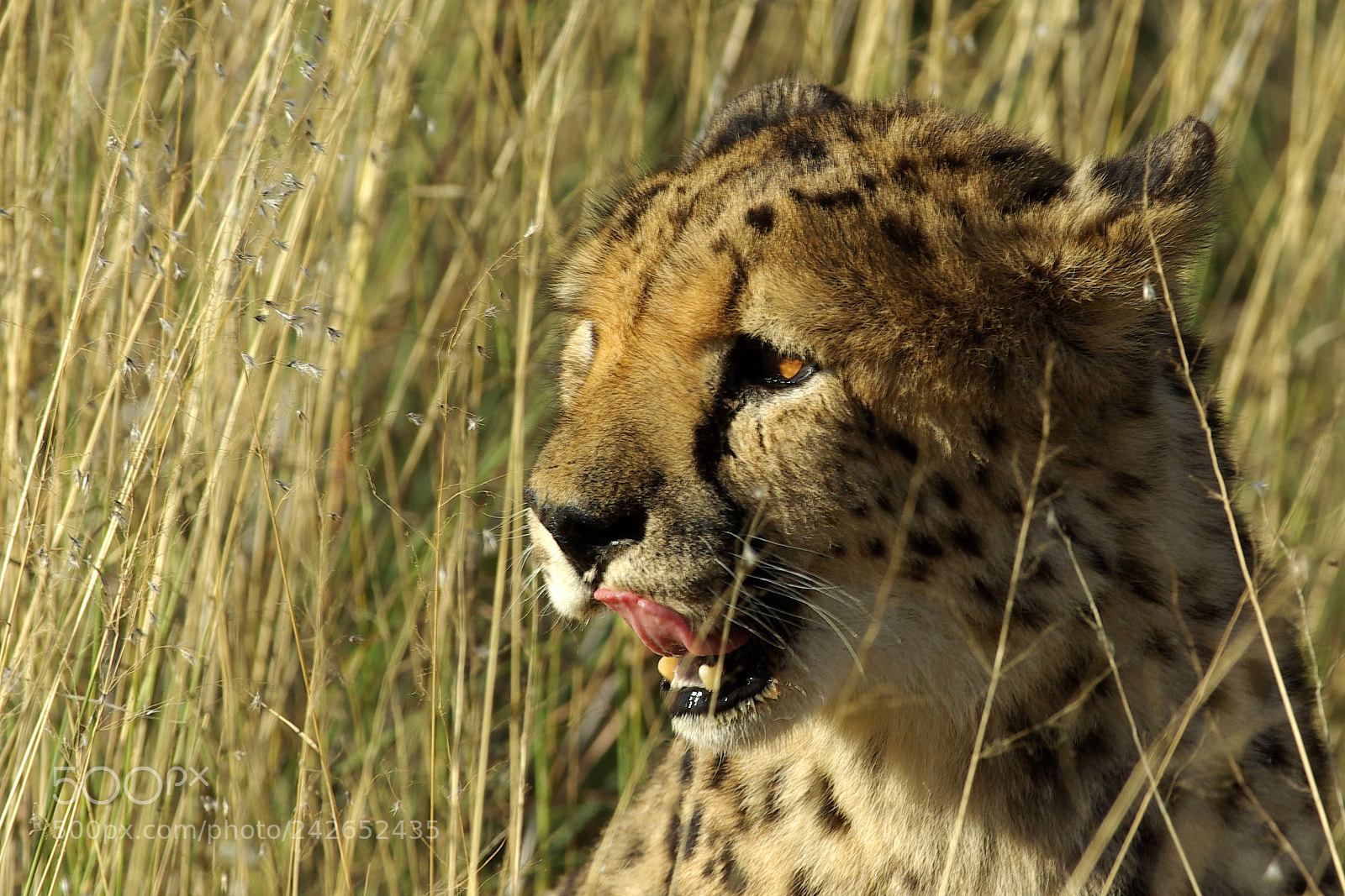 Pentax K10D sample photo. Namibie j photography