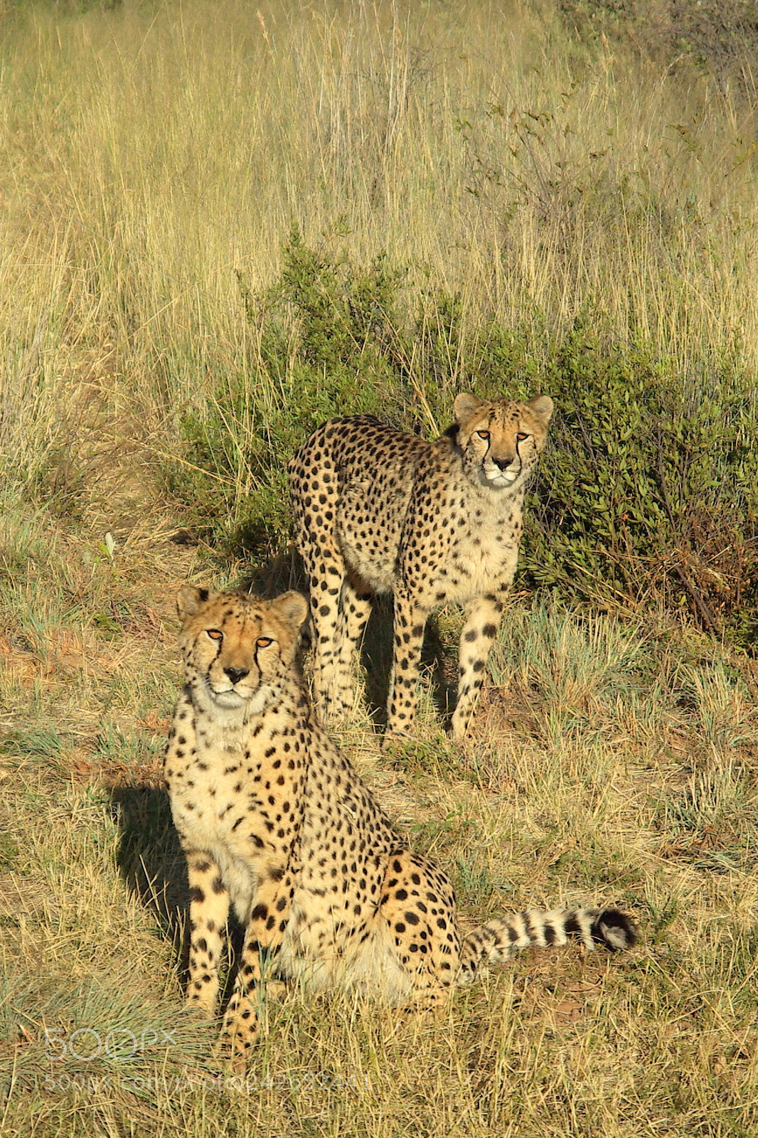 Pentax K10D sample photo. Namibie j photography