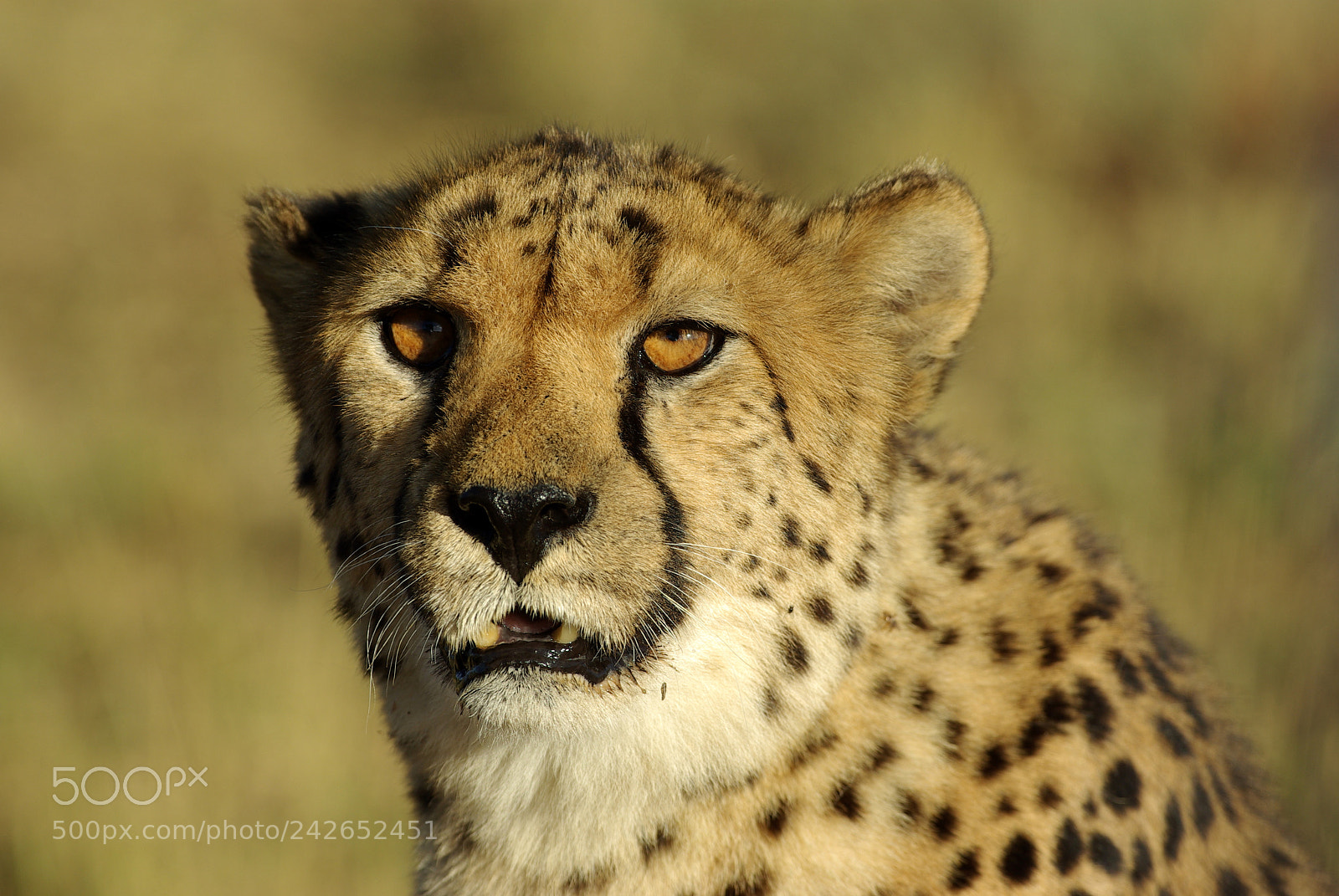 Pentax K10D sample photo. Namibie jcopie photography