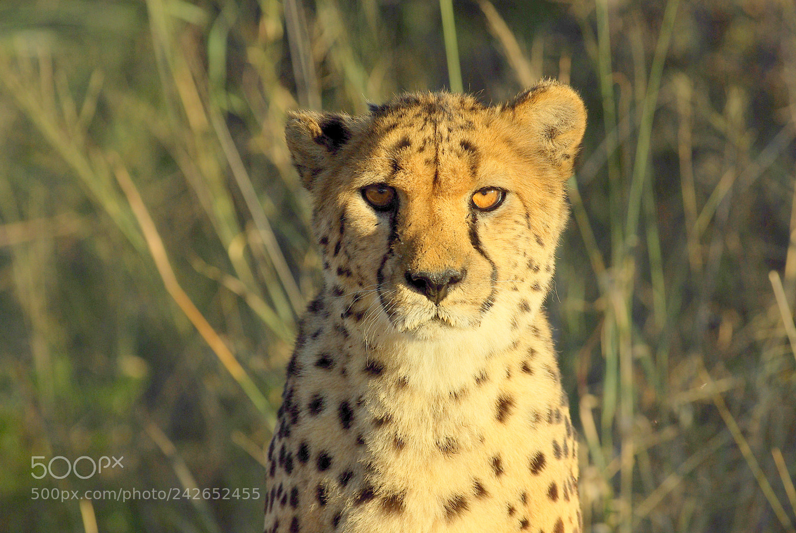 Pentax K10D sample photo. Namibie j photography