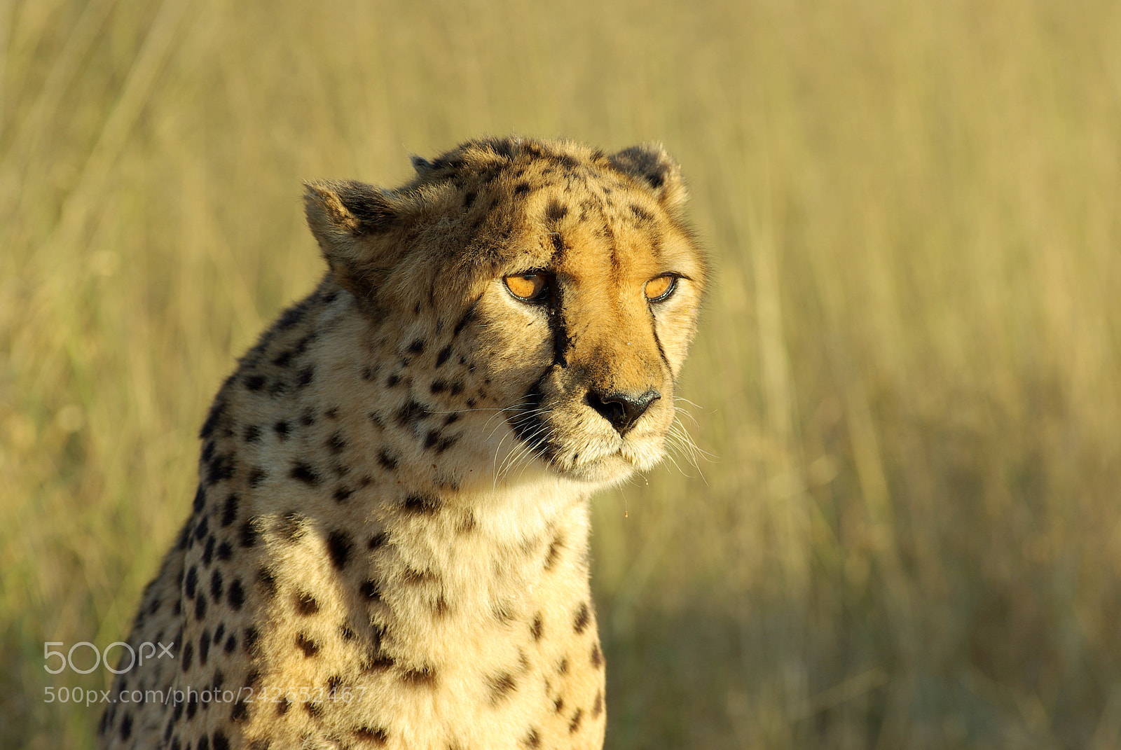 Pentax K10D sample photo. Namibie j photography