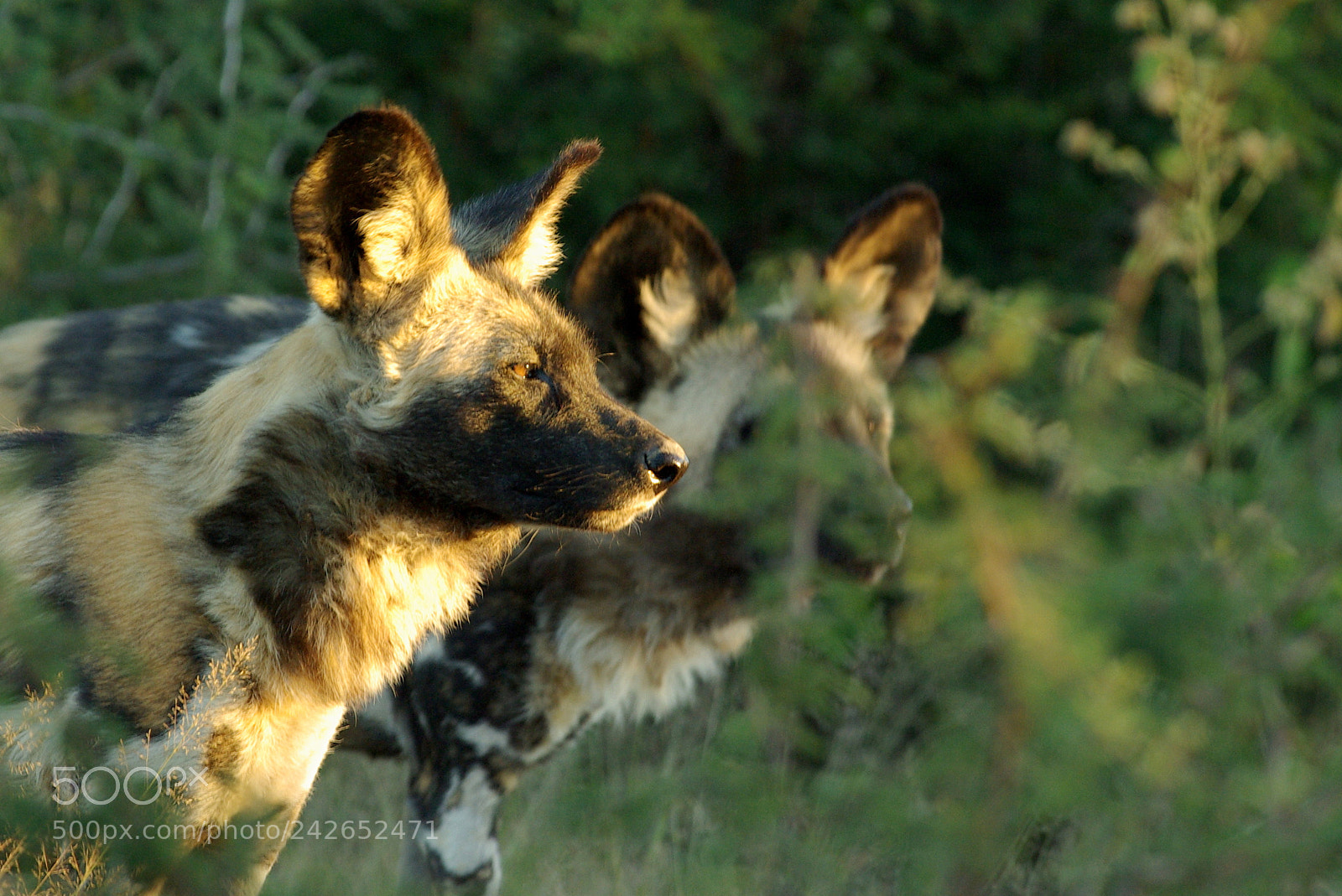 Pentax K10D sample photo. Namibie j photography