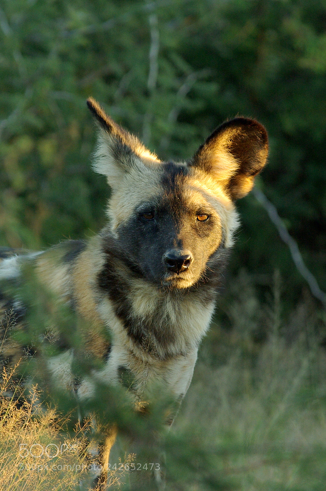 Pentax K10D sample photo. Namibie j photography