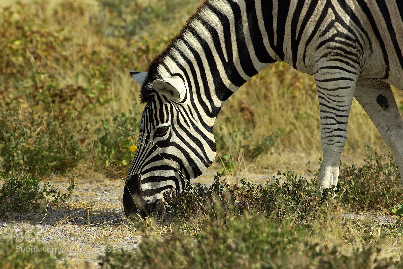 Pentax K10D sample photo. Namibie j photography