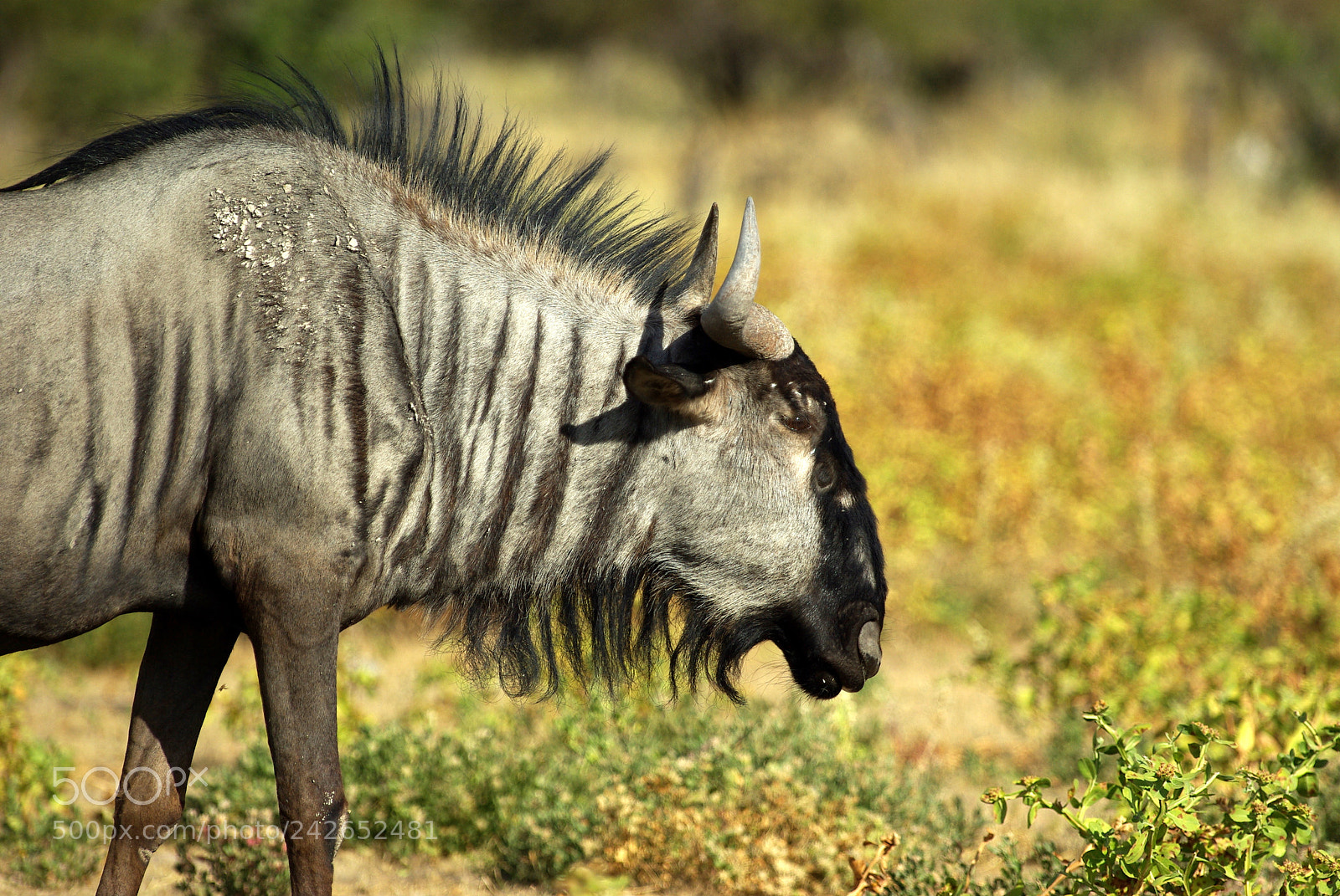 Pentax K10D sample photo. Namibie j photography