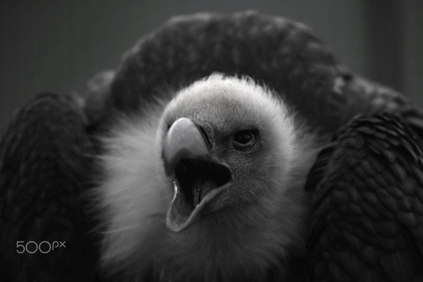 Canon EOS-1D X sample photo. Himalayan gryphon photography