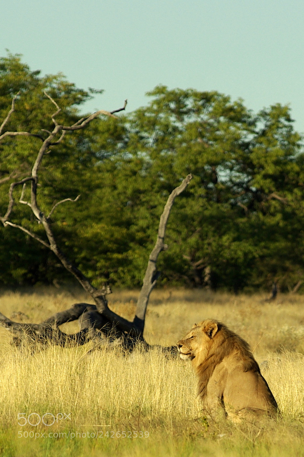 Pentax K10D sample photo. Namibie j photography