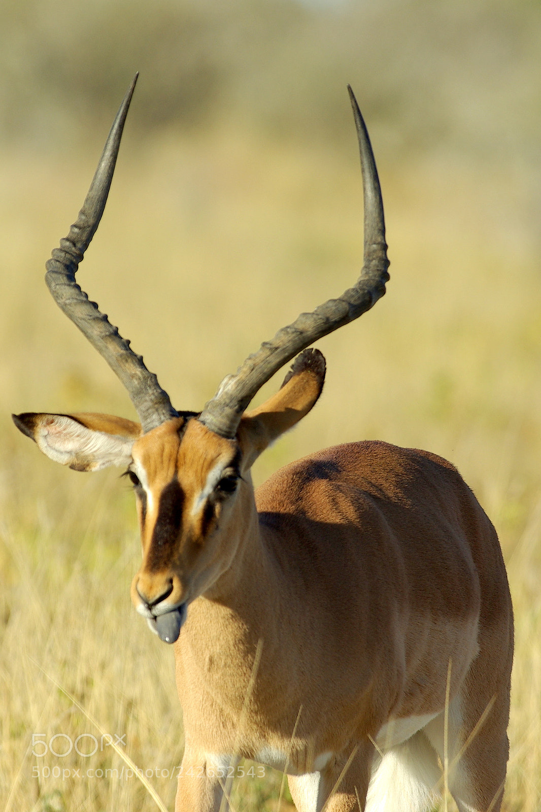 Pentax K10D sample photo. Namibie j photography